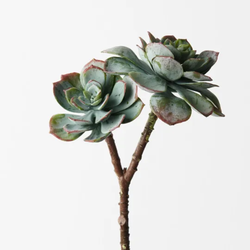 Echeveria 2 25cm / Grey Green