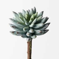 Echeveria 15cm / Grey Green