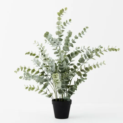 Eucalyptus Bush in Pot 68cm / Green Grey