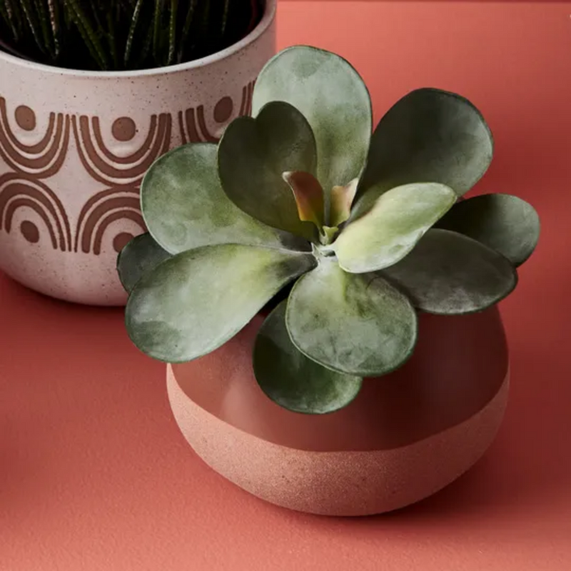 Kalanchoe Flapjack in Pot / Grey Green