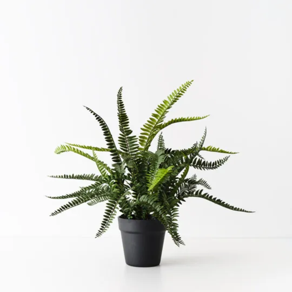 Fern Boston Plant 54cm / Green