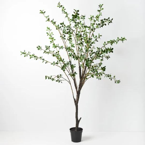 Ficus Tree 178cm / Green