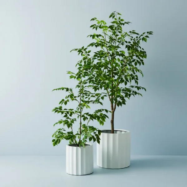 Ficus Tree 180cm / Green