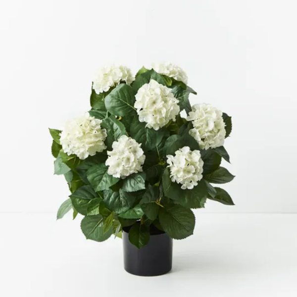 Hydrangea Plant 60cm / White