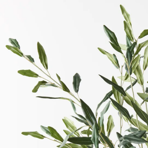 Olive Leaf Bush 58cm / Green