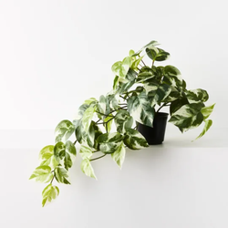 Pothos Hanging Bush in Pot 48cm