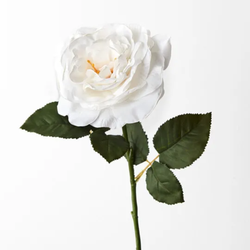 Rose Queen Livia 65cm / White