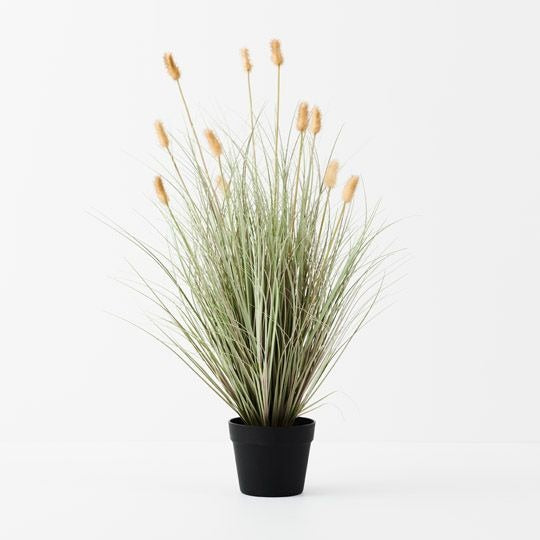 Bunny Tail Grass Plant 80cm / Cream