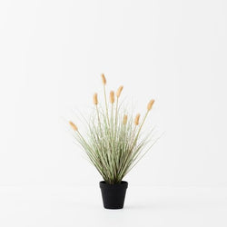 Bunny Tail Grass Plant 56cm / Cream