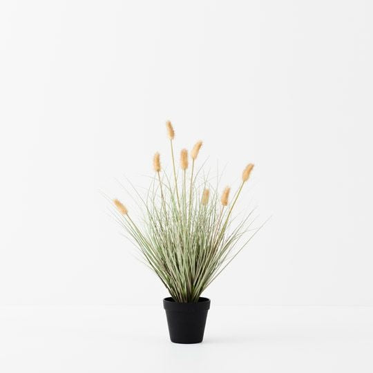 Bunny Tail Grass Plant 56cm / Cream