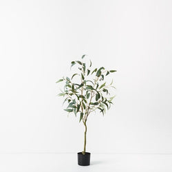 Eucalyptus Seed Tree 120cm / Grey Green