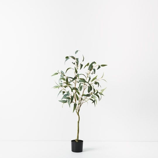 Eucalyptus Seed Tree 120cm / Grey Green