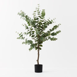 Eucalyptus Silver Dollar Tree 130cm / Green