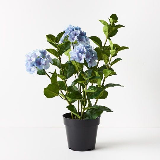 Hydrangea Plant 69cm / French Blue