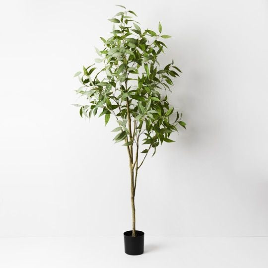 Eucalyptus Tree 200cm / Grey Green