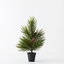 Tree Pine Jasper in Pot 53cm / Green