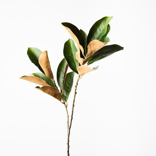 Magnolia Leaf Spray 70cm / Green