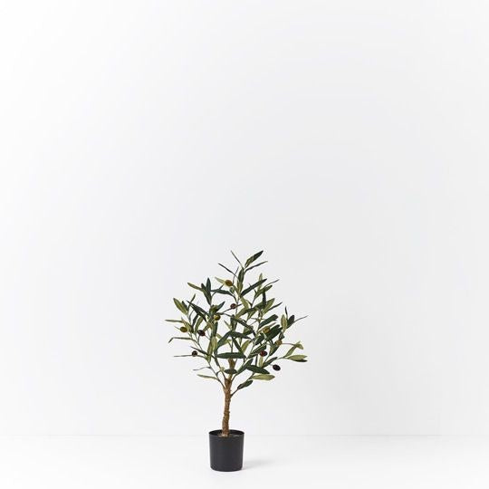 Olive Tree 61cm / Green