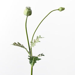 Poppy Bud Spray 60cm / Green