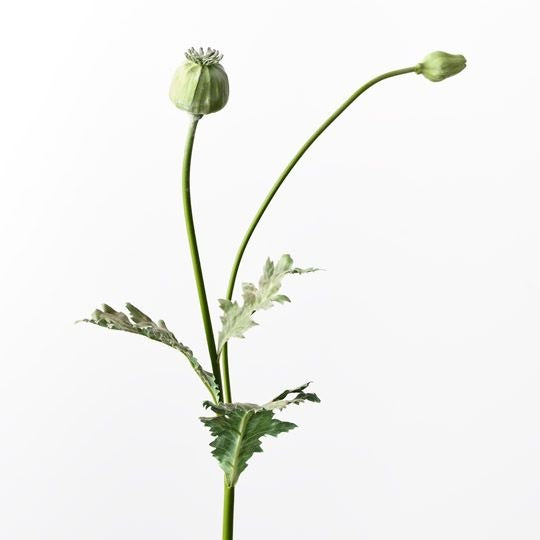 Poppy Bud Spray 60cm / Green