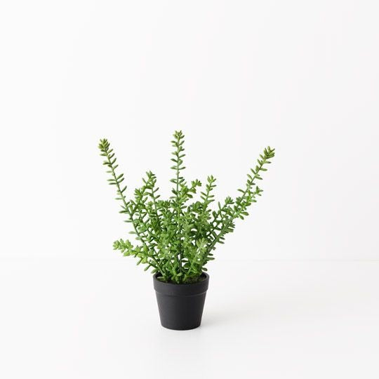 Sedum Plant 25cm / Green