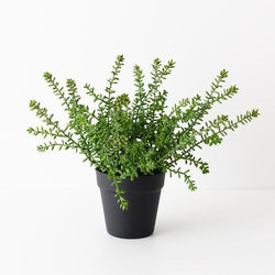 Sedum Plant 37cm / Green