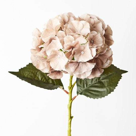 Hydrangea 52cm / Coffee