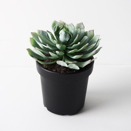 Succulent in Pot 20 x 16cm / Green +Mauve