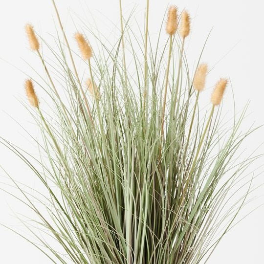 Bunny Tail Grass Plant 80cm / Cream