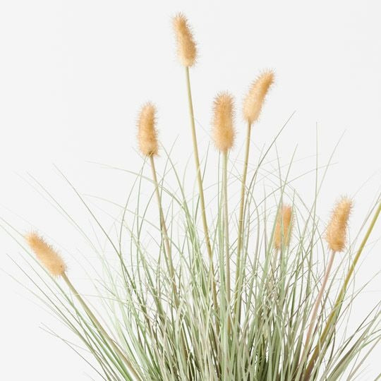 Bunny Tail Grass Plant 56cm / Cream