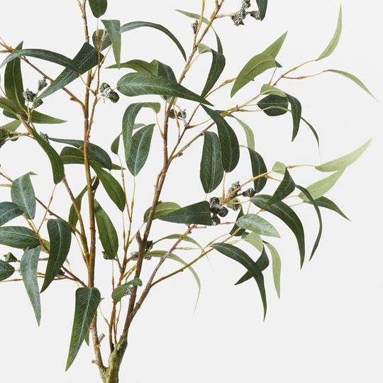 Eucalyptus Seed Tree 120cm / Grey Green