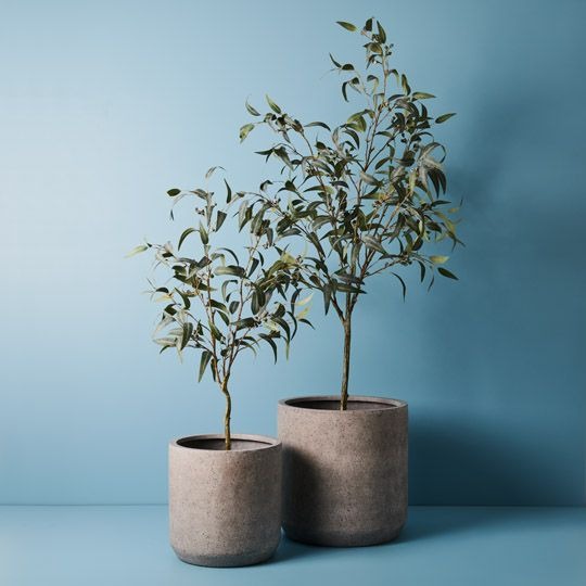 Eucalyptus Seed Tree 120cm / Grey Green