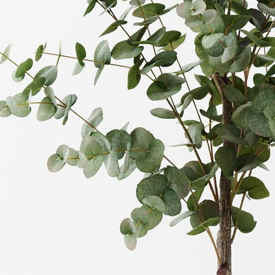 Eucalyptus Silver Dollar Tree 130cm / Green