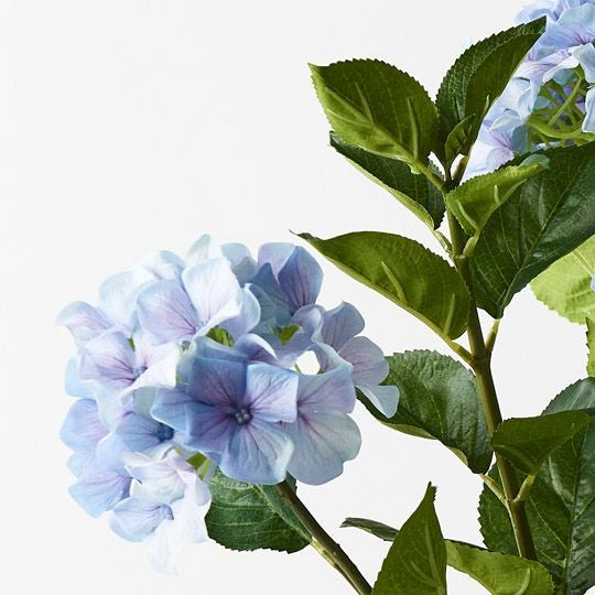 Hydrangea Plant 69cm / French Blue