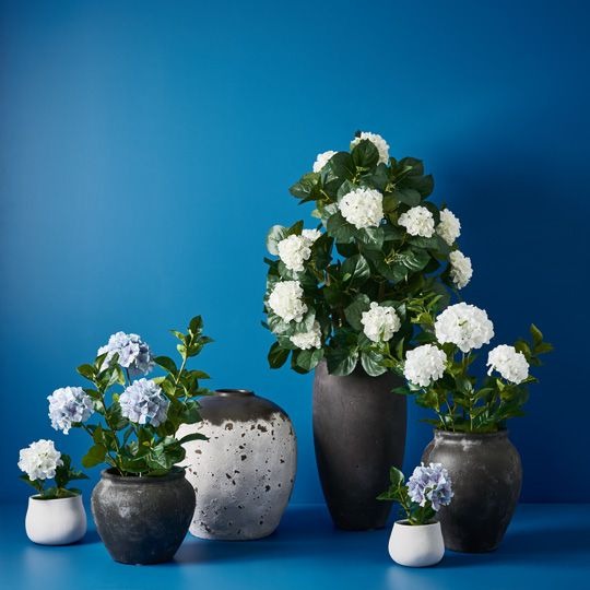 Hydrangea Plant 69cm / French Blue