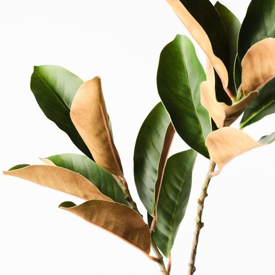 Magnolia Leaf Spray 70cm / Green