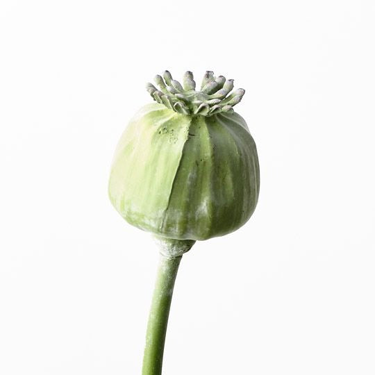 Poppy Bud Spray 60cm / Green