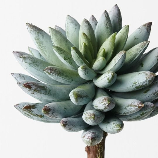 Echeveria 15cm / Grey Green