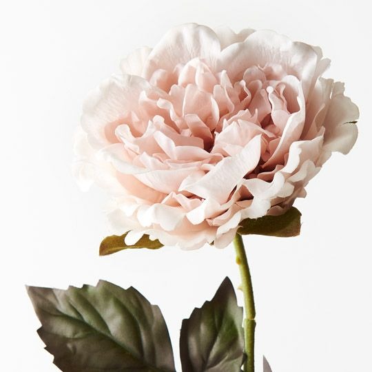 Peony 61cm / Soft Pink