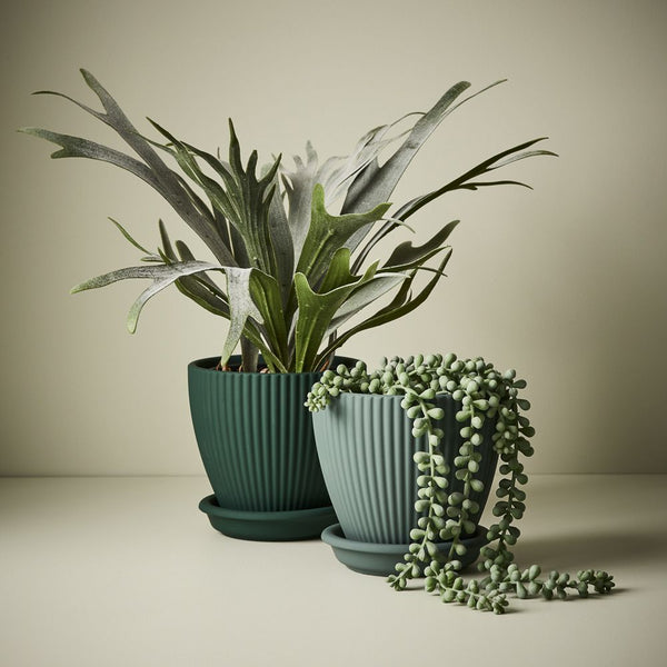 String of Pearls in Pot / Grey & Green 45cm