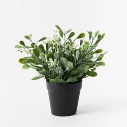 Boxwood Berry Bush in Pot 24cm / Grey Green