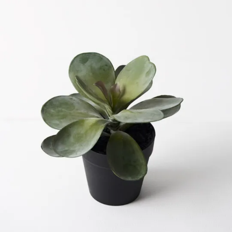 Kalanchoe Flapjack in Pot / Grey Green