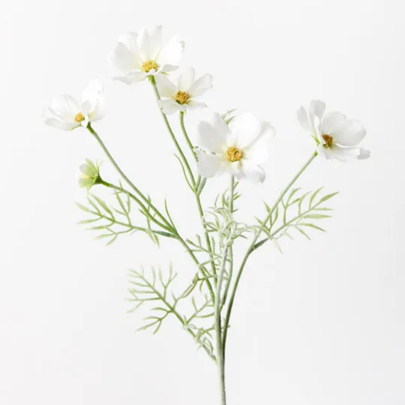 Cosmos Spray 62cm / White