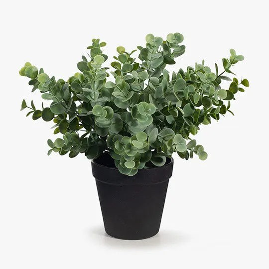 Eucalyptus Bush in Pot / Grey Green 25cmh