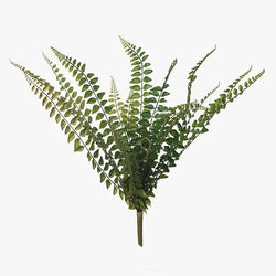 Jewel Fern Bush 45cm