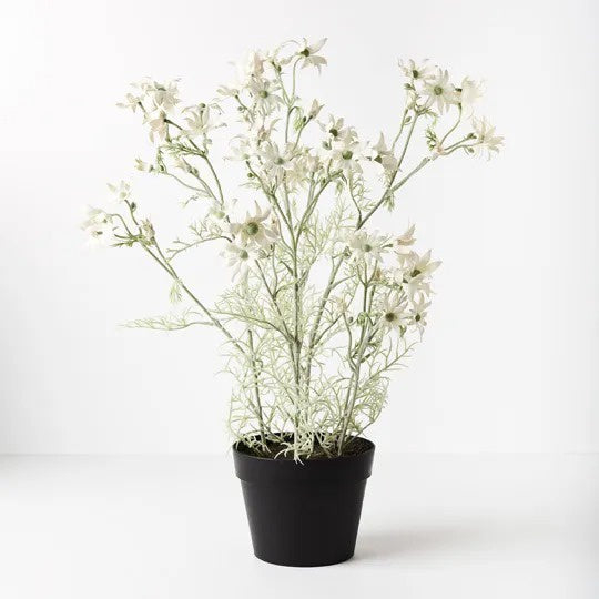 Flannel Flower Plant 70cm  / Cream + Green