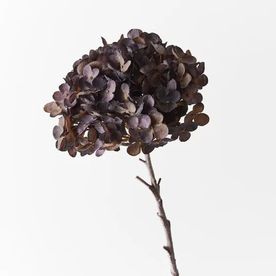 Hydrangea Licorice 50cm