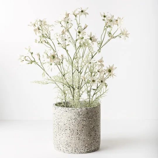 Flannel Flower Plant 70cm  / Cream + Green