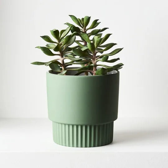 Succulent in Pot Green 18cm x 20cm