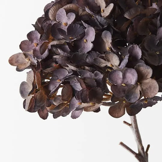 Hydrangea Licorice 50cm